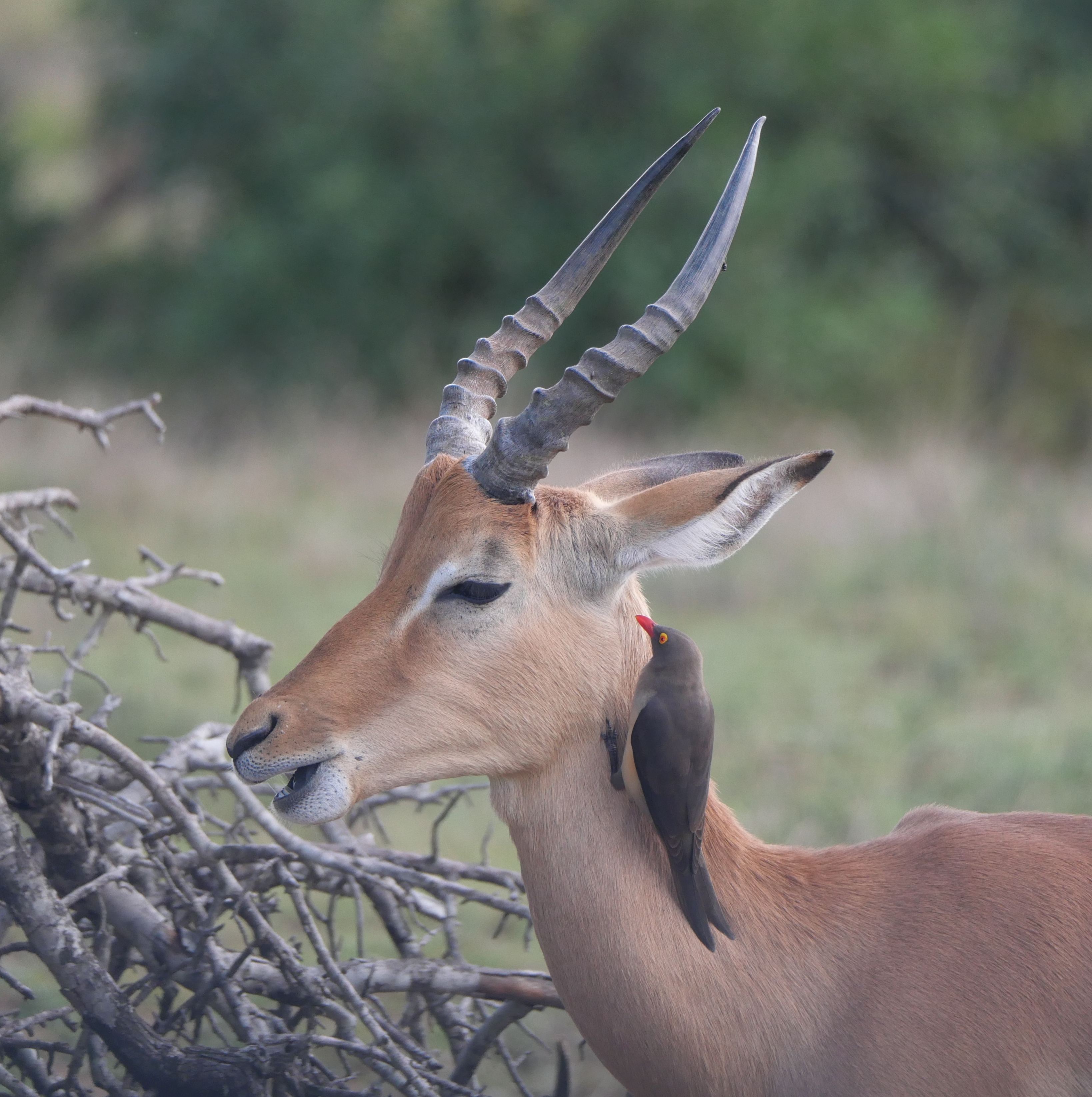 Kruger!