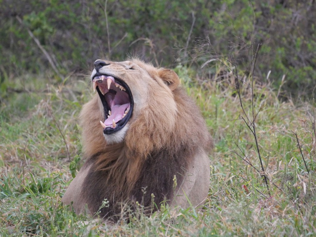 Hlane Royal National&nbsp;Park