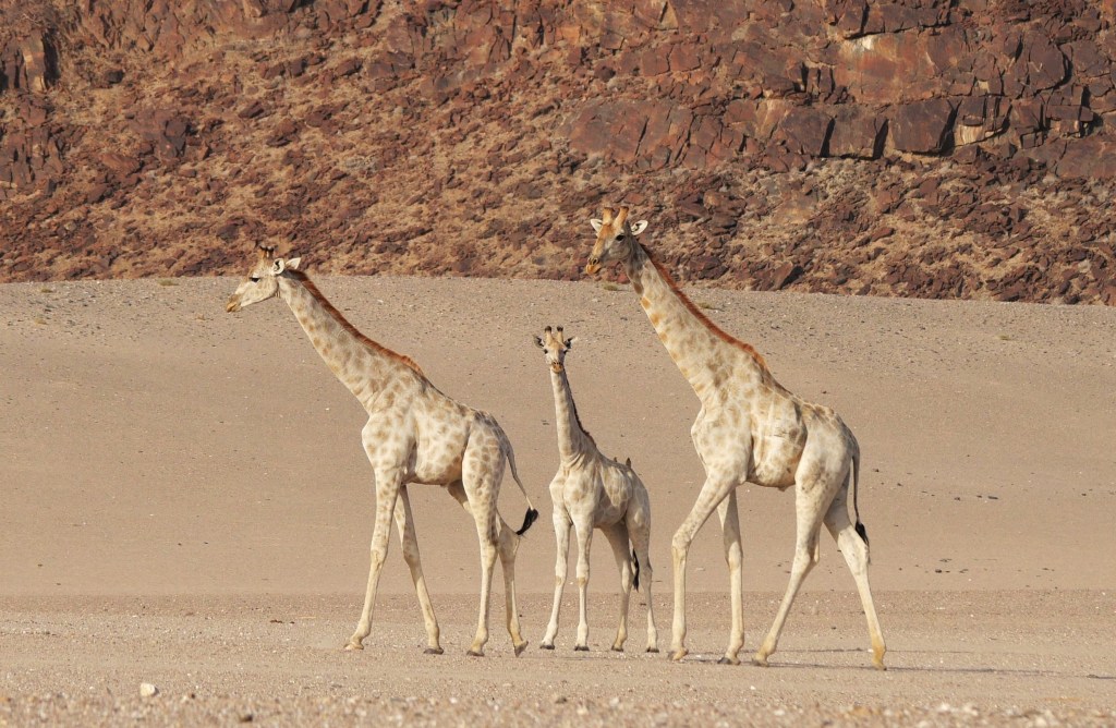 The Land Where Elephants Play…