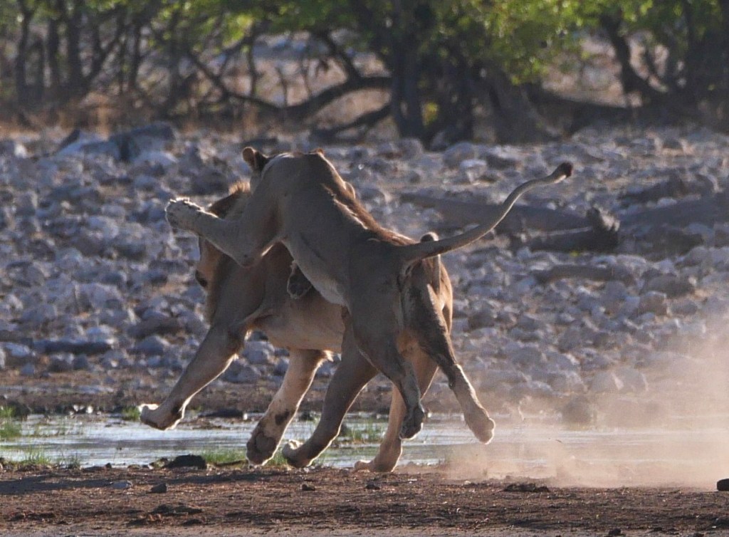 Interlude – A Morning with the Lions of Etosha