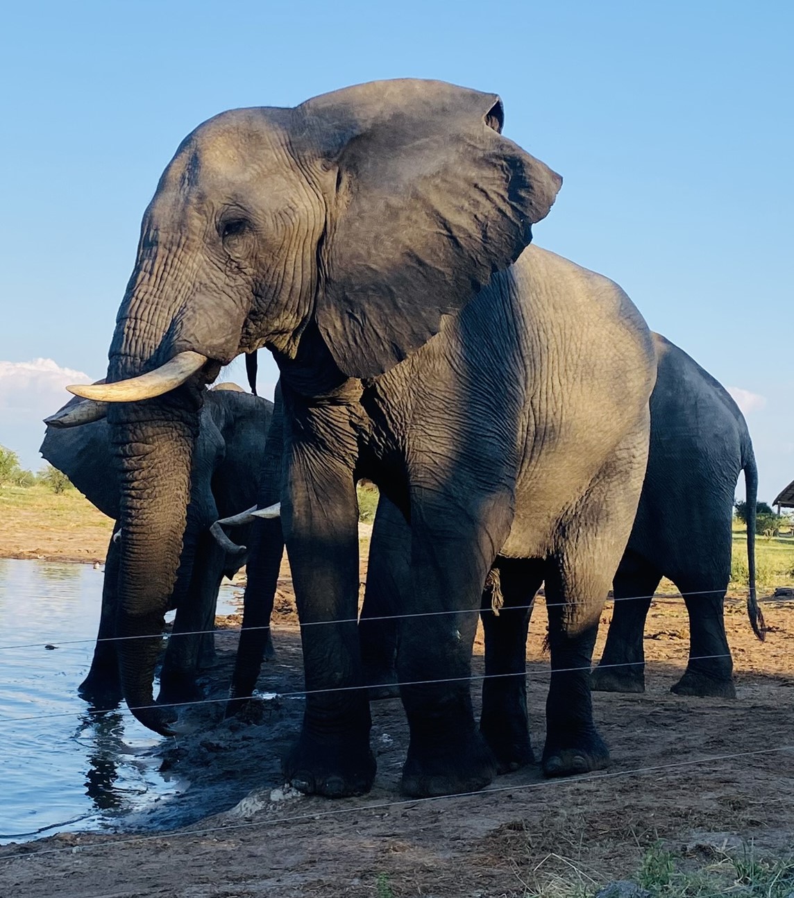 Chasing Elephants in the Okavango