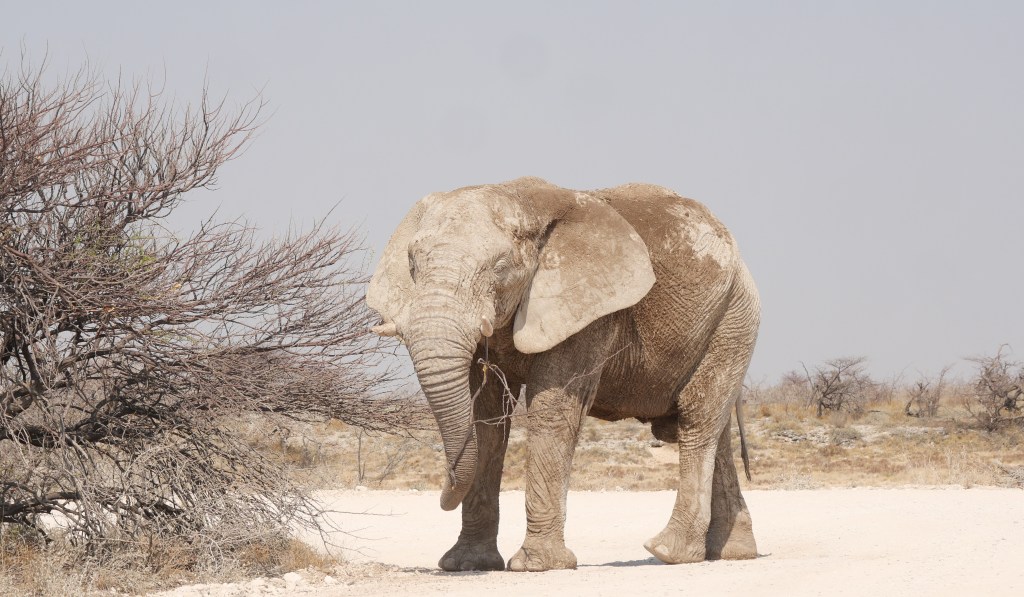 Interlude – Etosha&nbsp;Revisited