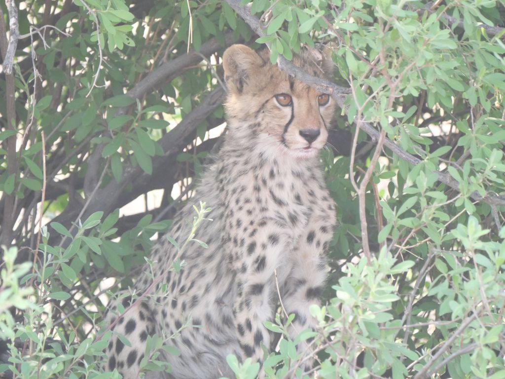 Hwange National Park