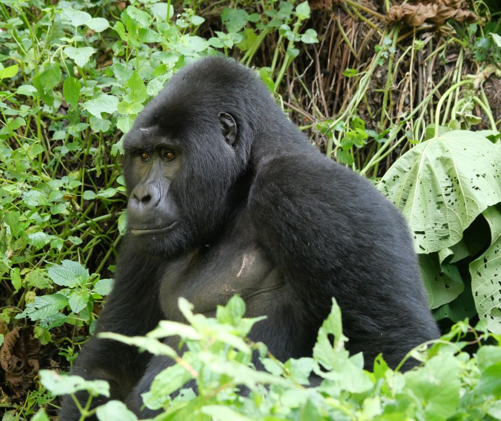 Impenetrable Gorillas
