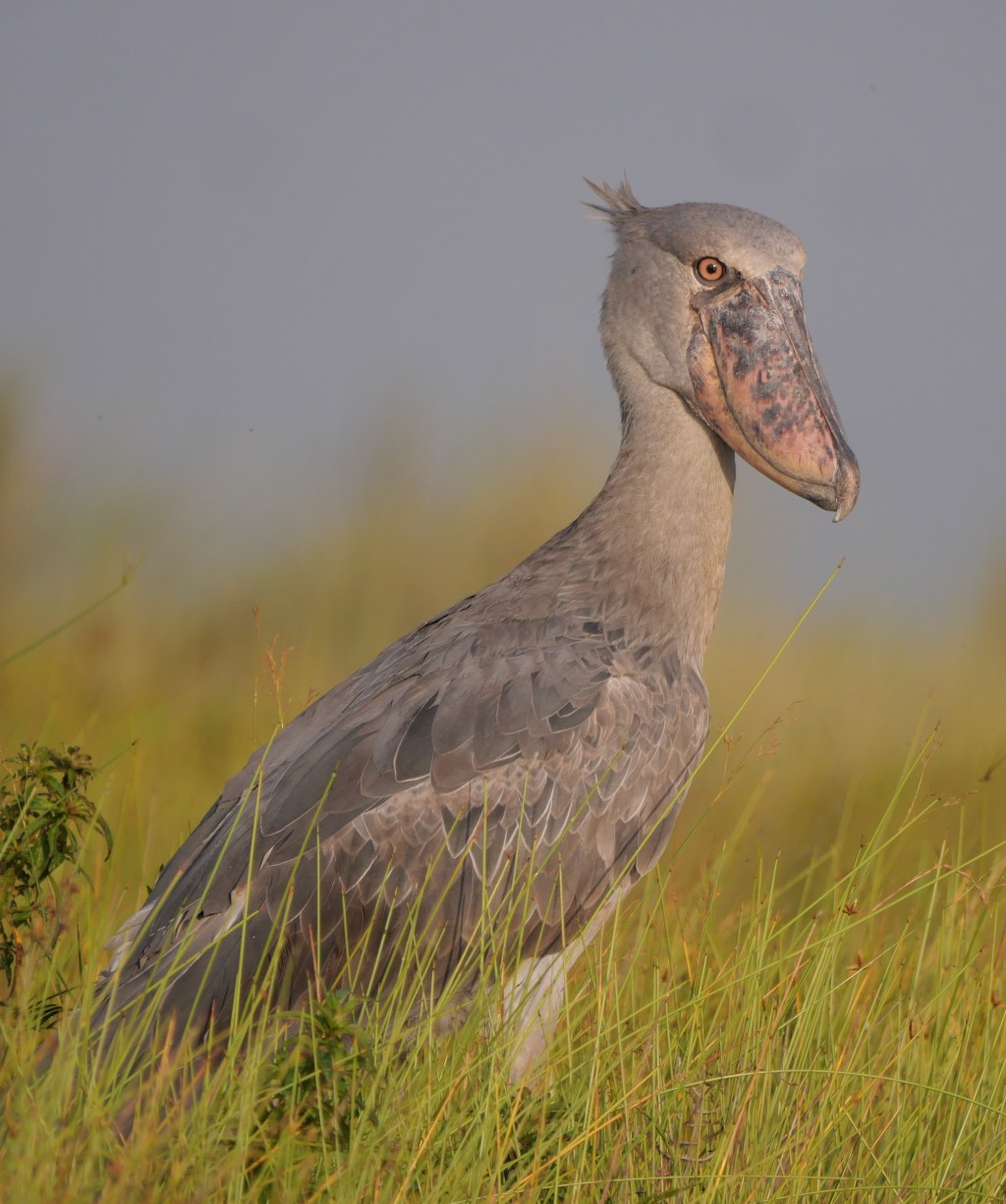 A Feast for the&nbsp;Senses