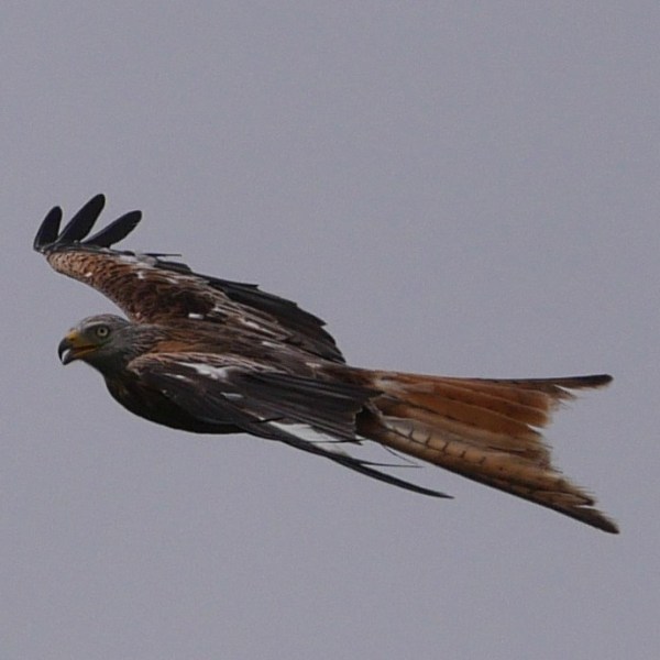 A Grand Finale to&nbsp;Scotland