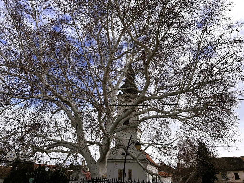 A large, leafless tree with a thick trunk and sprawling branches in front of a church tower, set against a cloudy sky.