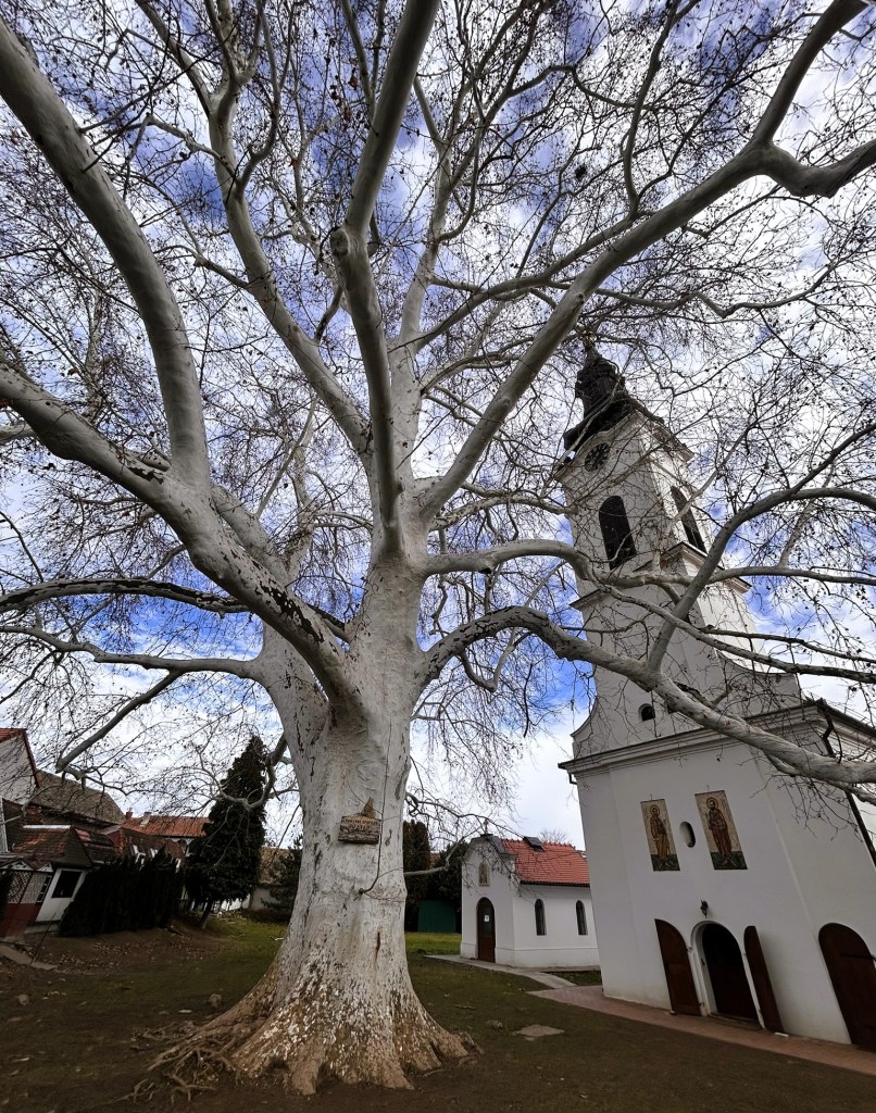 A large, bare tree with white bark towers over a small white church with a bell tower, set against a cloudy sky.