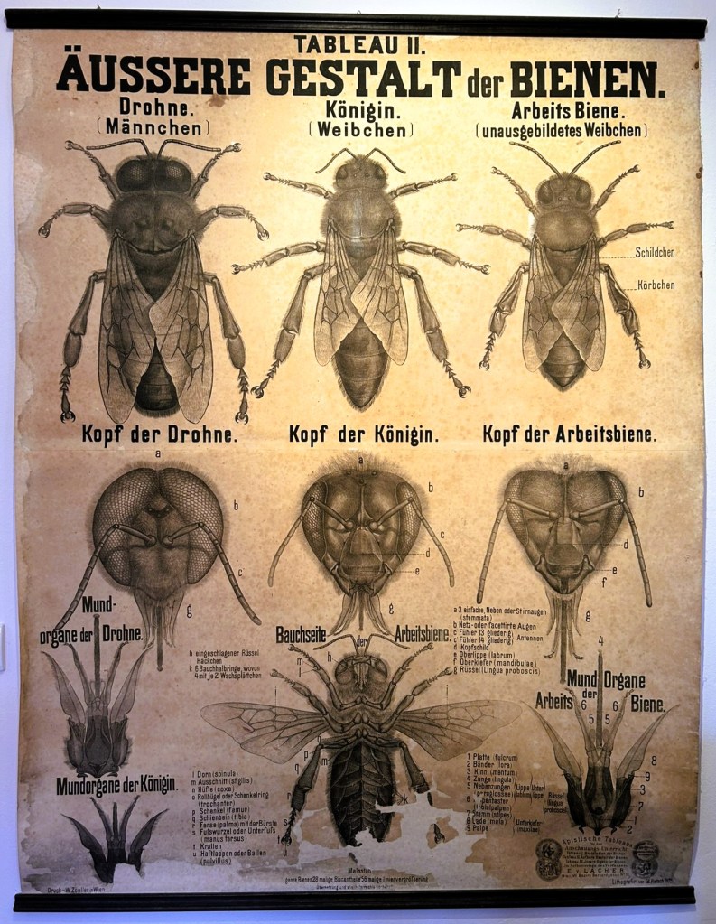 Illustration of different types of bees, including drone, queen, and worker bee, with detailed anatomical labels in German.