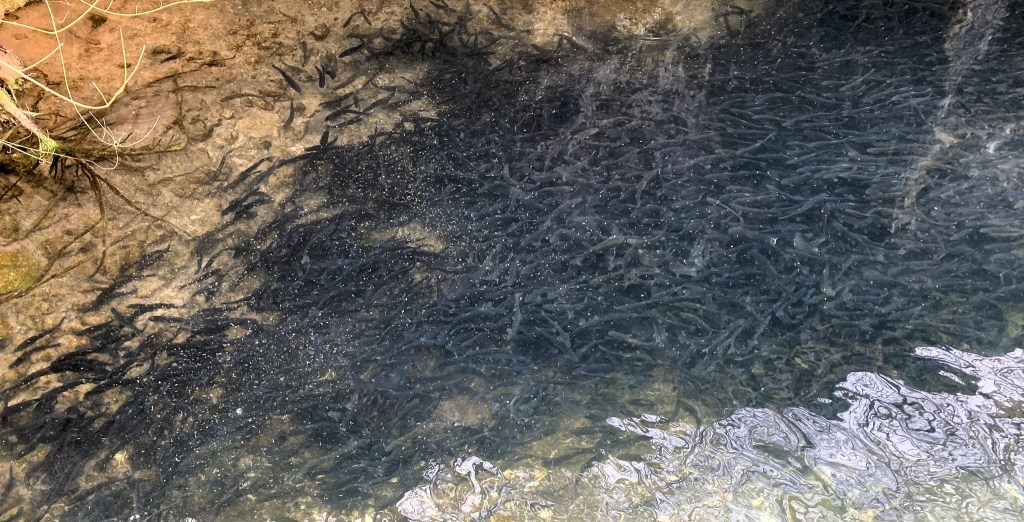 A school of small fish swimming in shallow water, with a sandy and rocky bottom visible. Some aquatic plants are present along the edges.