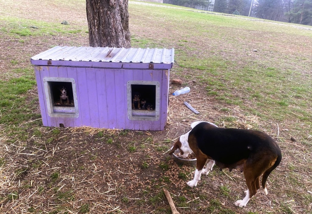 A beagle stands near a purple dog house with two dogs visible inside. The scene is set in a grassy area with scattered straw and outdoor elements.