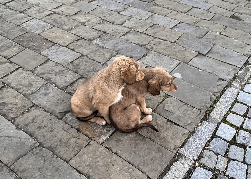 Two adorable puppies sitting closely on cobblestone pavement, one resting its head on the other's back.