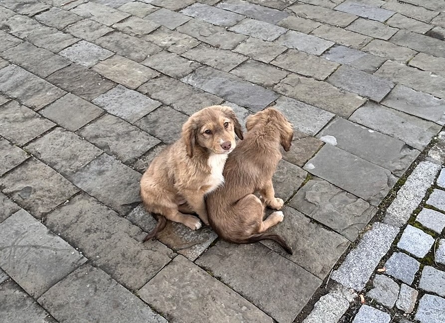 Two puppies sitting close together on a cobblestone street.