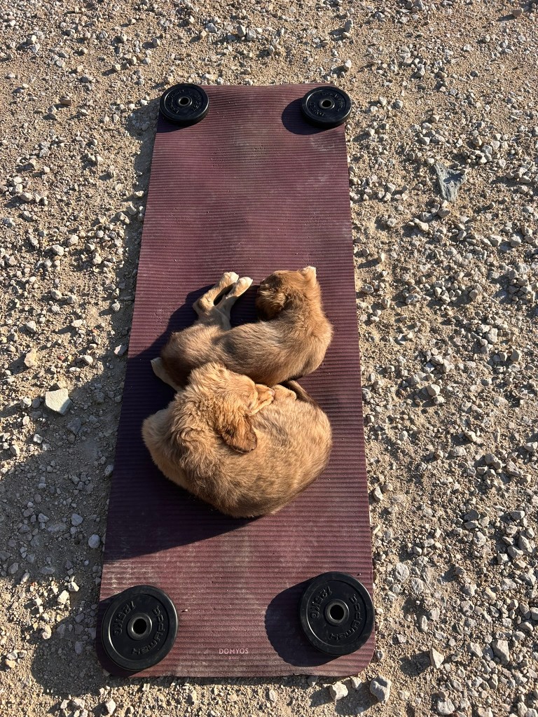 Two brown puppies curled up on a yoga mat placed on a gravel surface, with weights on either side.