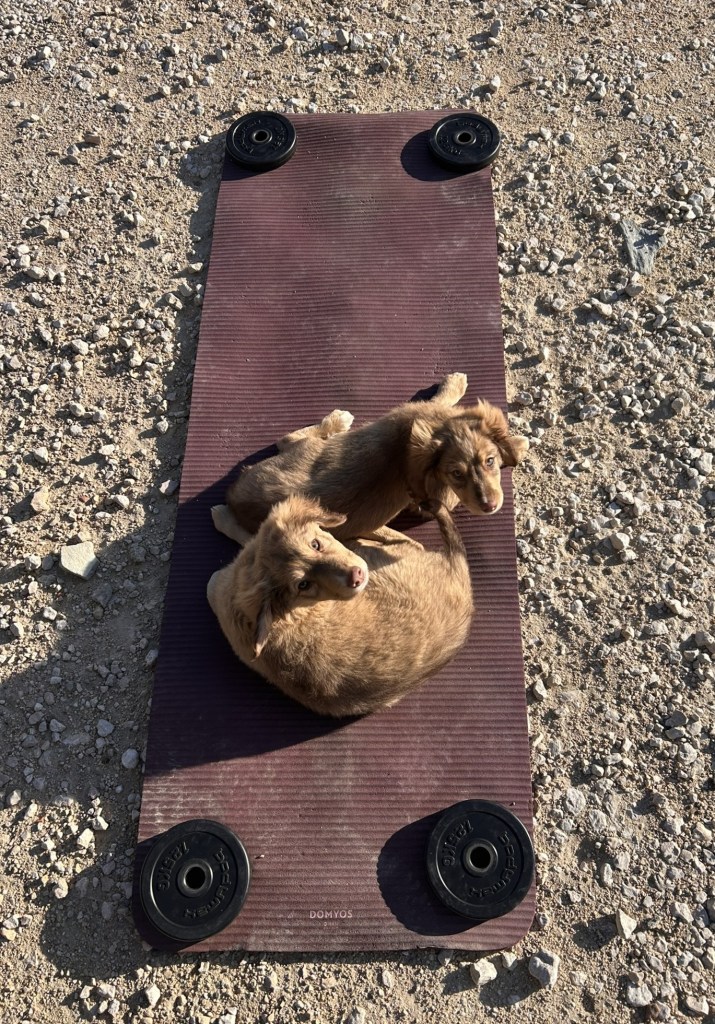 Two brown puppies resting on a maroon exercise mat with weights on either side, set on a rocky surface.