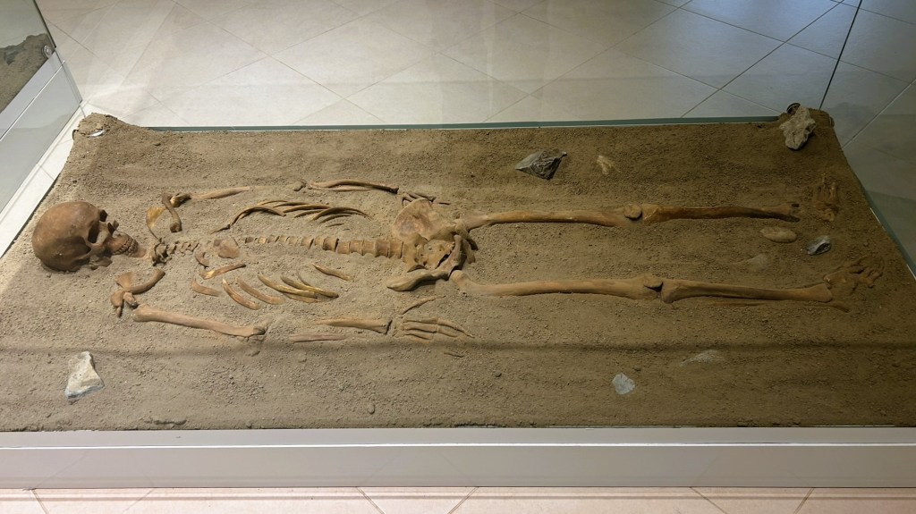 An archaeological display featuring a human skeleton laid in a sandy grave, with some stones present, inside a glass case.