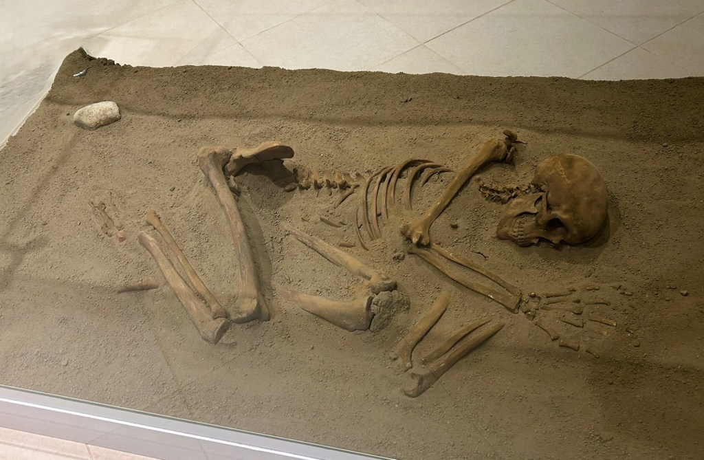 A skeleton displayed in a glass case, lying in sandy soil with a small rock nearby.