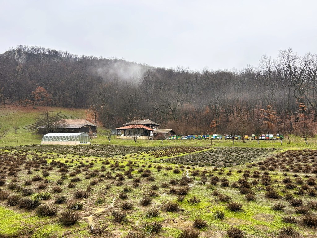 A scenic landscape featuring a farm with several buildings, including a greenhouse, nestled in a lush green field. The foreground is filled with rows of small shrubs, while the background reveals a tree-covered hillside shrouded in mist.