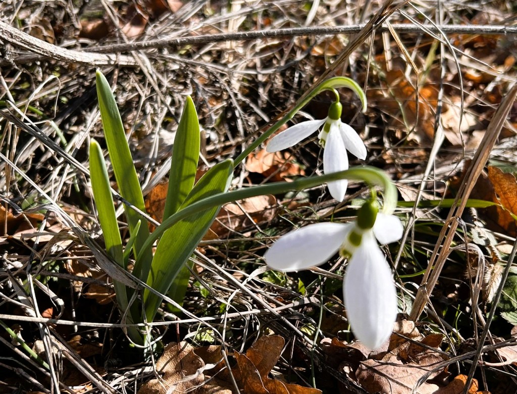 Close-up of snowdrop flowers, featuring white petals and green stems, surrounded by dry leaves and grass.