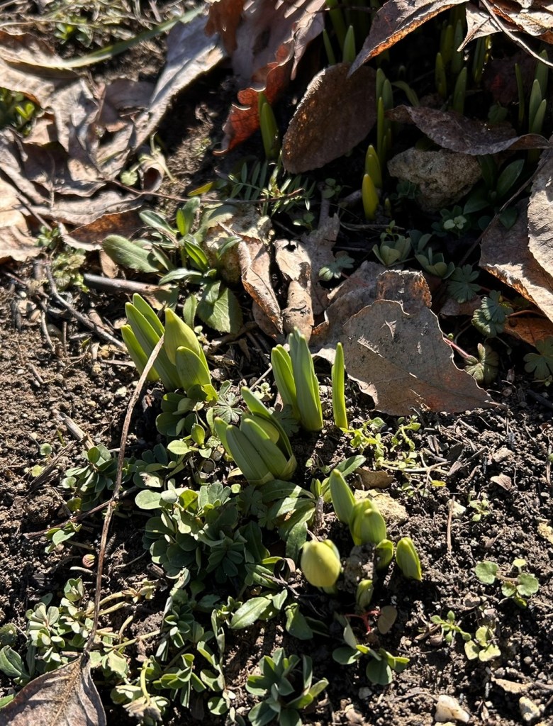 New green shoots emerging from the soil, surrounded by dried leaves and small plants.