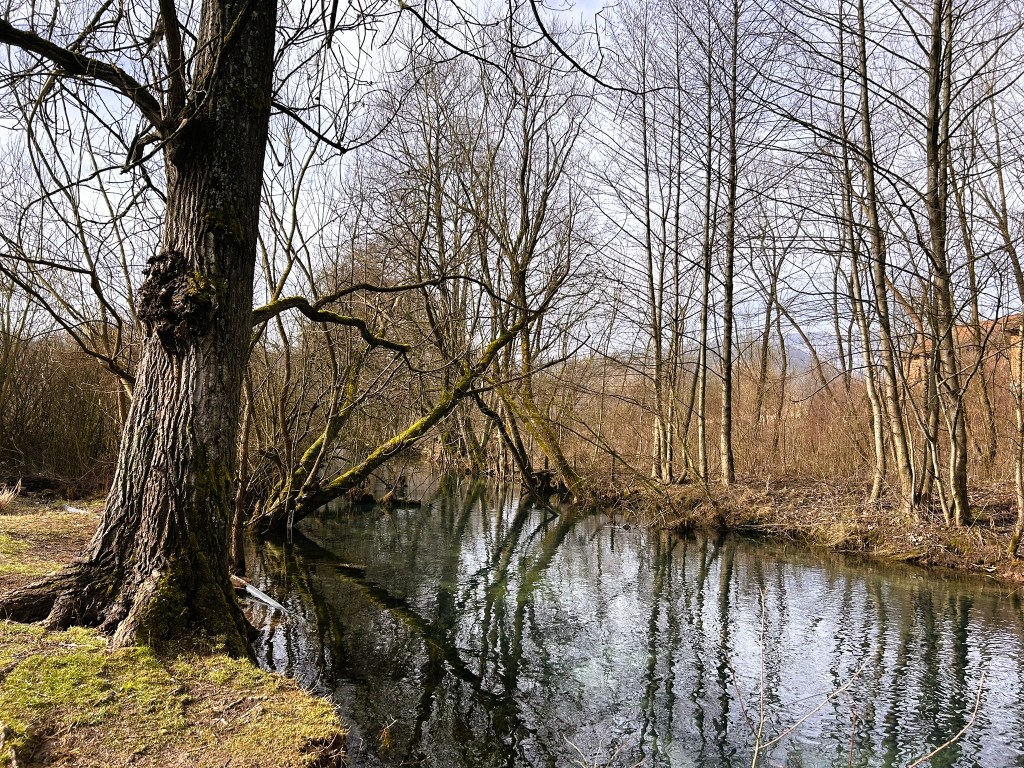 A tranquil scene by a river surrounded by bare trees and mossy branches reflecting on the water's surface.