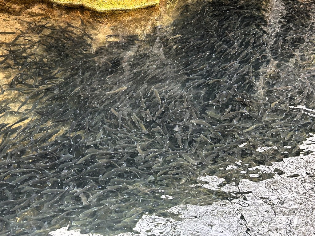 A large group of dark fish swimming in clear water, with some rocks visible above the water's surface.