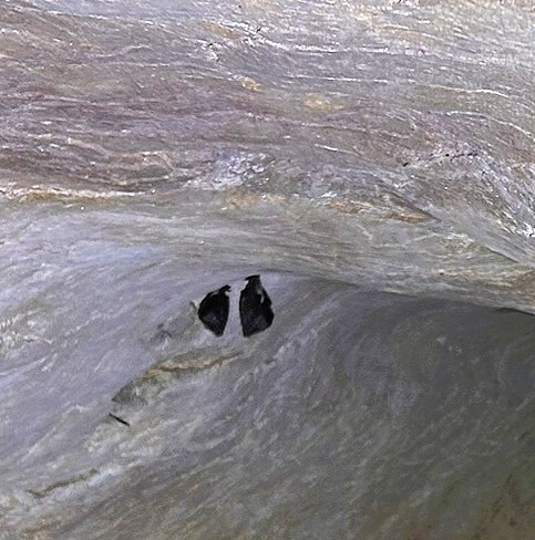 Two bats resting on a rock surface inside a cave.