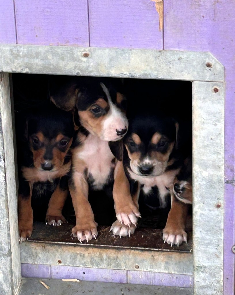 Four playful puppies peeking out from a small doorway, with a purple wooden background.