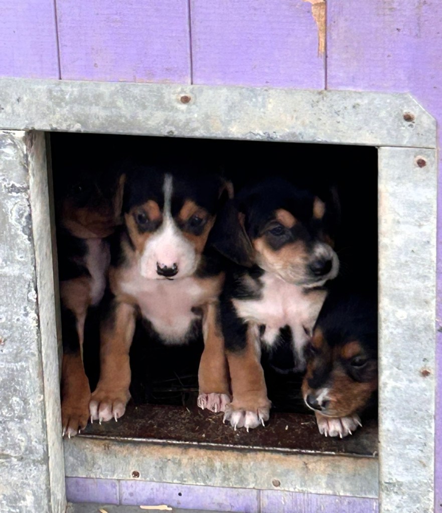 A group of four puppies peeking out from a small opening in a dog house, with a purple background.