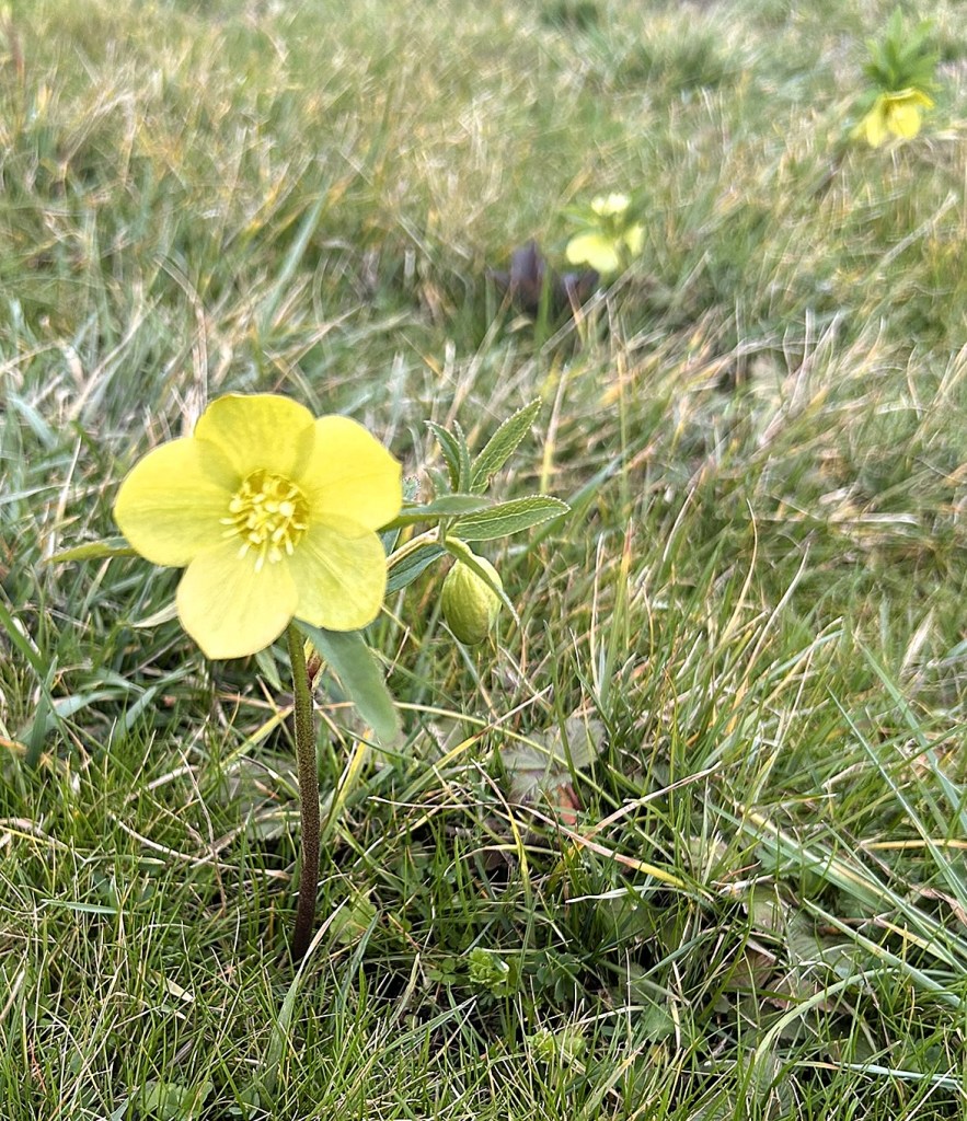 A close-up of a single yellow flower growing in green grass, with additional flower buds visible in the background.