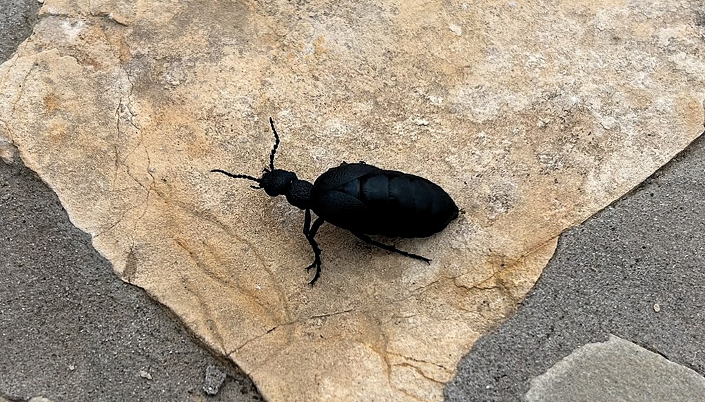 A black beetle perched on a light-coloured stone surface.