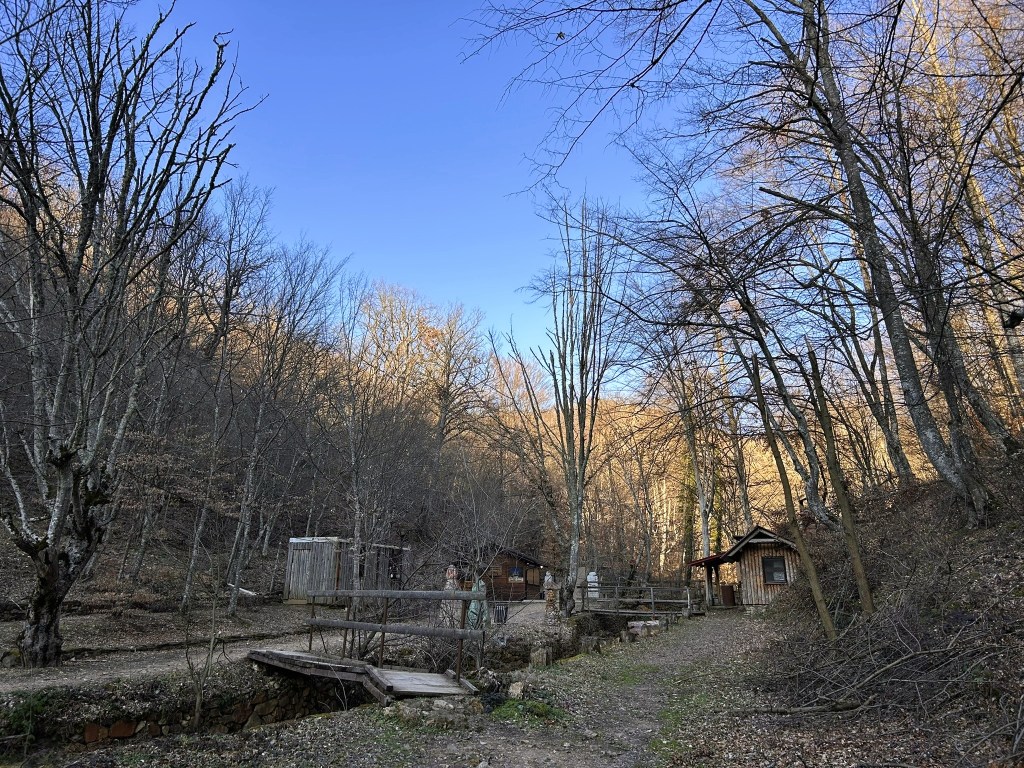 A serene forest scene featuring bare trees and a clear blue sky, with wooden structures nestled among the foliage along a winding path.