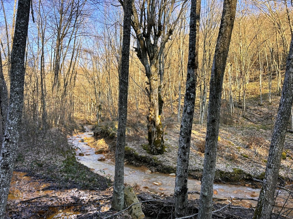 A serene woodland scene featuring a flowing stream surrounded by bare trees in early spring, with sunlight filtering through the branches.