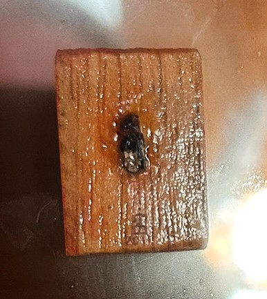A close-up view of a small, rectangular wooden block with a shiny surface, featuring a dark blemish in the centre.
