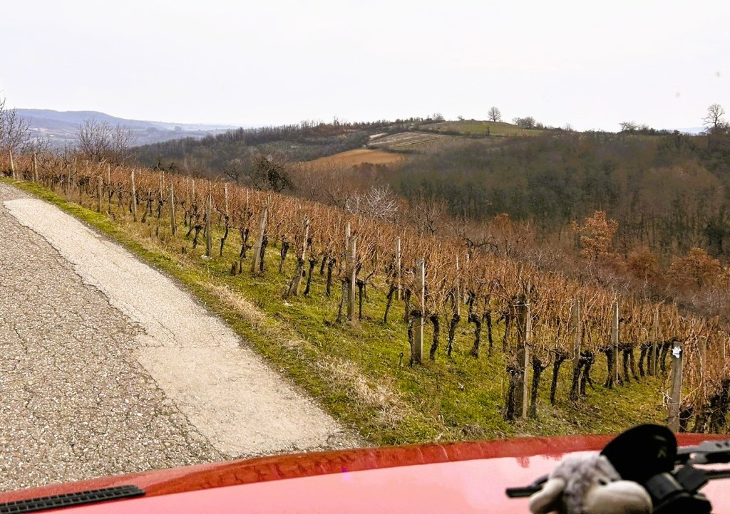 A view of a winding road beside a vineyard, with bare grapevines lining the hillside and rolling hills in the background under a cloudy sky.