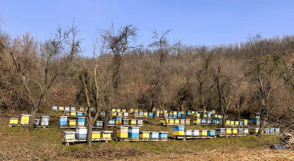 A bee farm with multiple beehives in yellow and blue, set against a background of bare trees and clear blue sky.