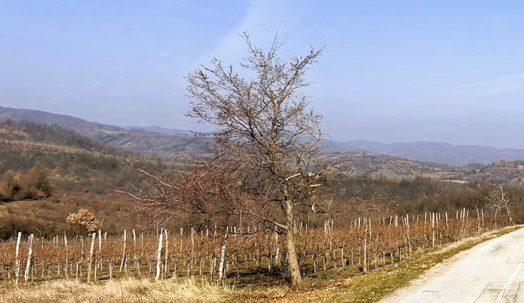 A rural landscape featuring a winding road alongside a vineyard, with a barren tree in the foreground and rolling hills in the background under a clear blue sky.
