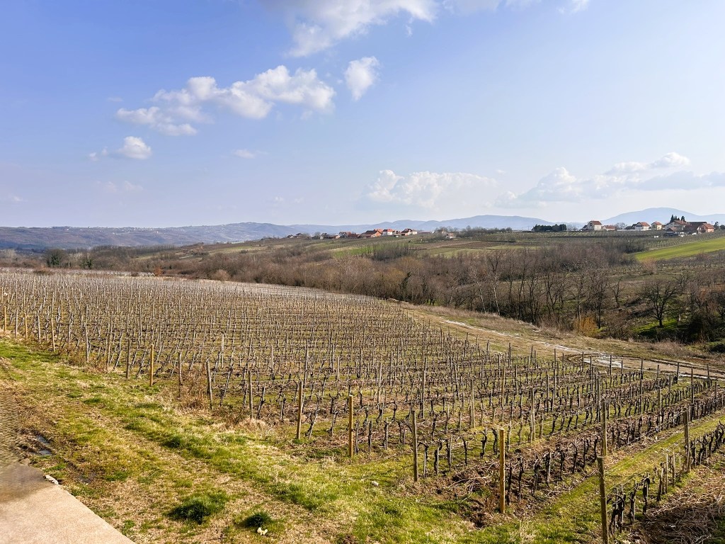 Panoramic view of a vineyard with rows of grapevines, rolling hills, and a distant village under a clear blue sky.