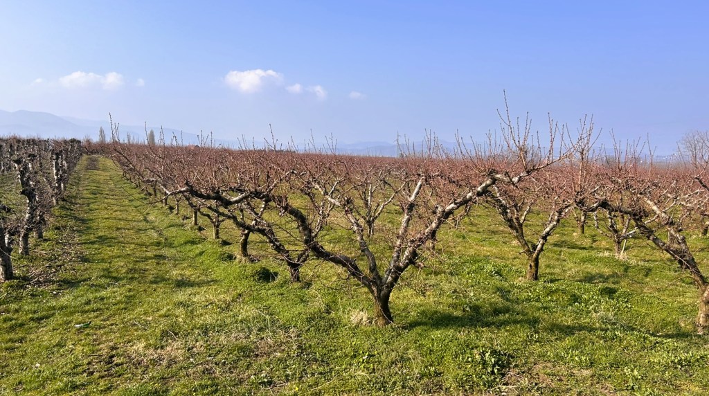 A view of a vineyard featuring bare grapevines arranged in rows against a clear blue sky.