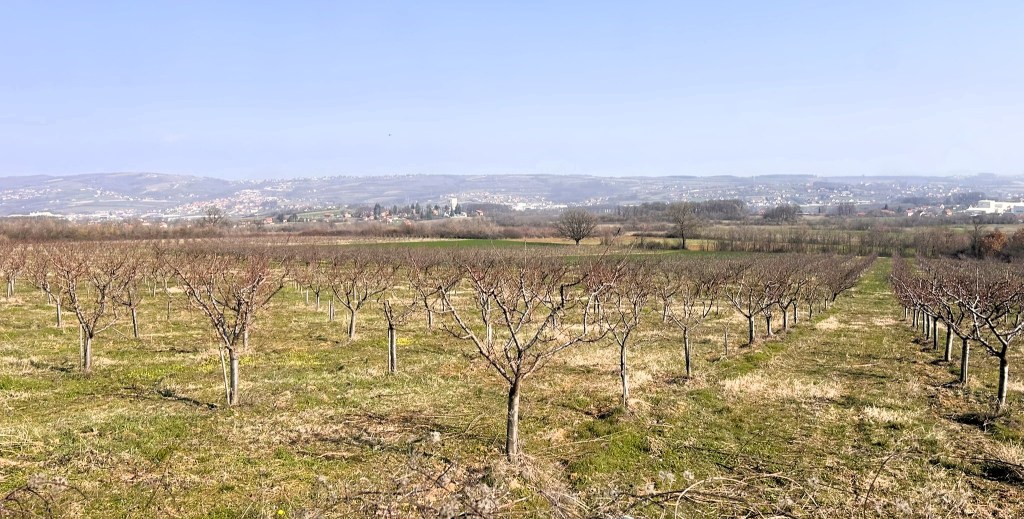 A panoramic view of a vineyard with bare vines stretching across a grassy field, against a backdrop of rolling hills and a distant town under a clear blue sky.