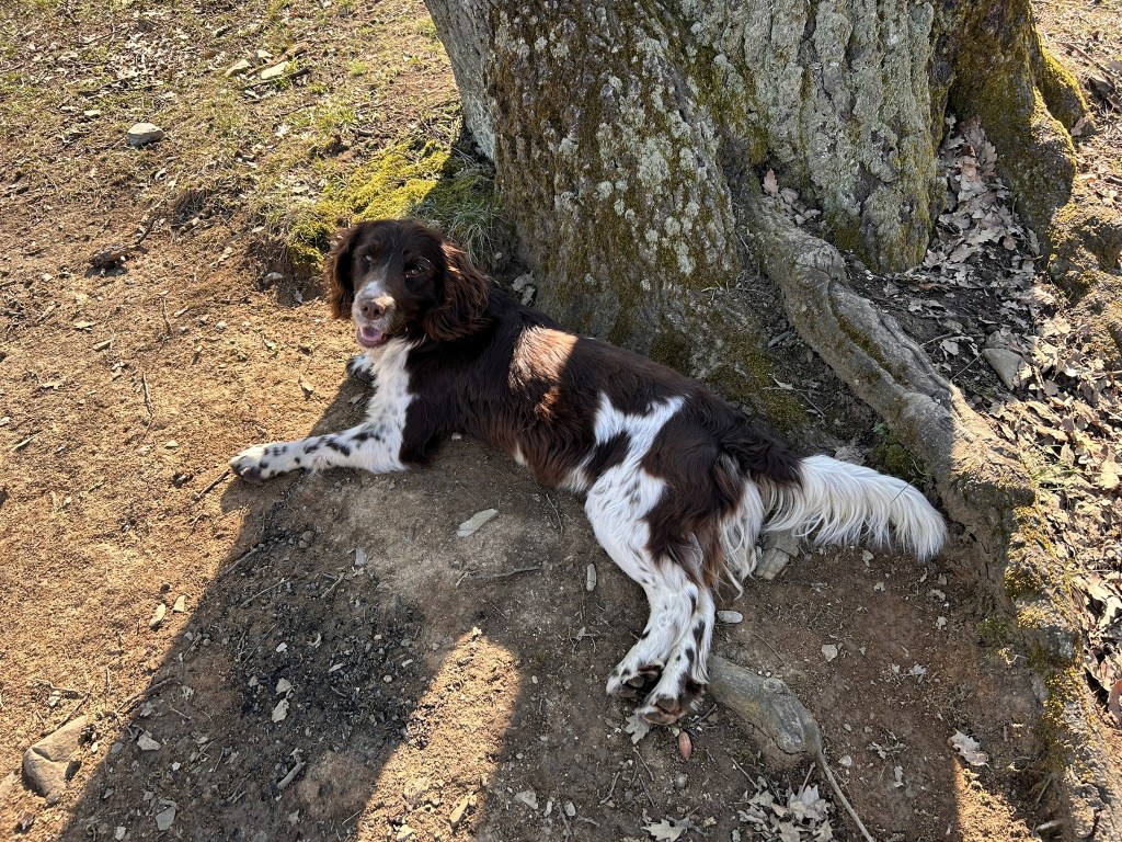 A brown and white spaniel dog lying on the ground near a tree, enjoying a sunny day.