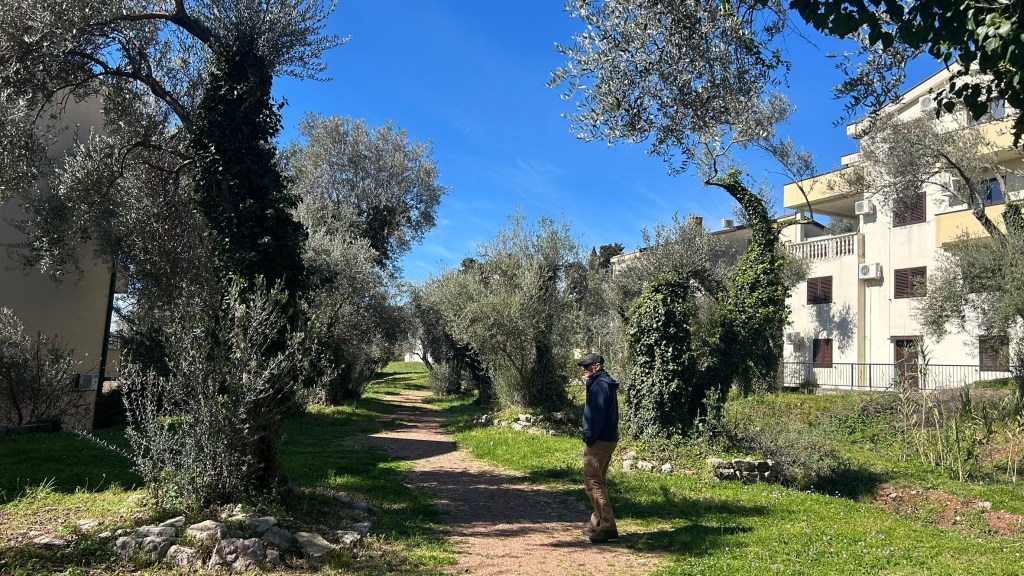 A man walking along a path surrounded by olive trees under a clear blue sky, with buildings visible in the background.