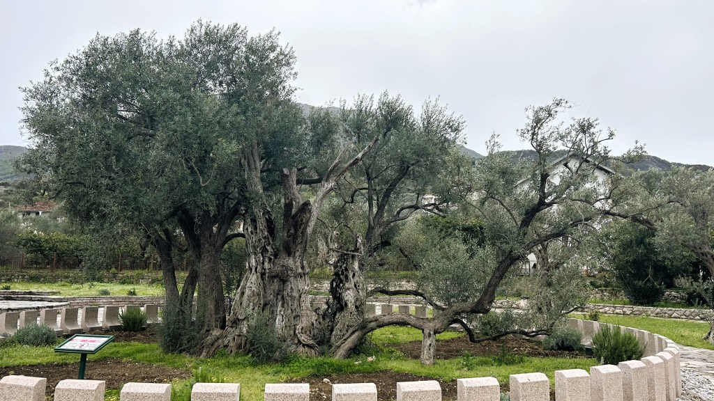 A large, ancient olive tree with a thick trunk and sprawling branches, surrounded by a circular stone boundary. In the background, there are rolling hills and cloudy skies.