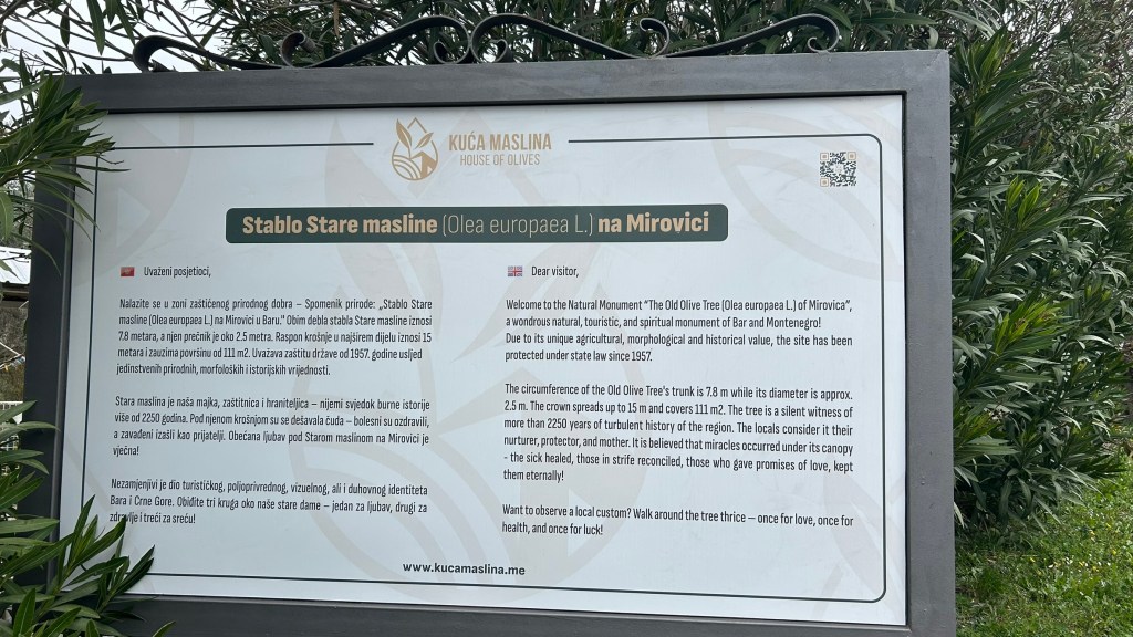 A sign detailing the Old Olive Tree (Olea europaea L.) in Mirovici, highlighting its historical and cultural significance, dimensions, and local customs associated with it.