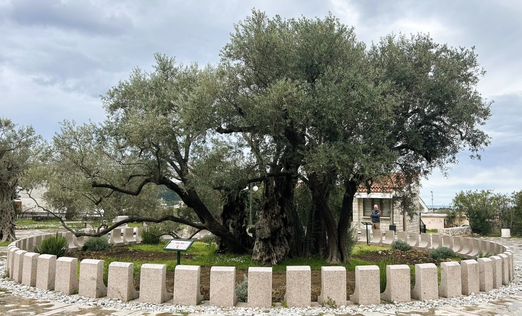 An ancient olive tree surrounded by a circular arrangement of stone benches, with a visitor standing nearby, against a cloudy sky.