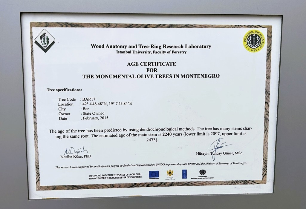 Age certificate for monumental olive trees in Montenegro, detailing tree code, location, city, owner, and estimated age of 2240 years.
