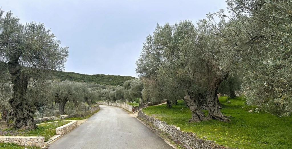 A winding road surrounded by olive trees on both sides, with a stone wall and lush green grass in the background under a cloudy sky.
