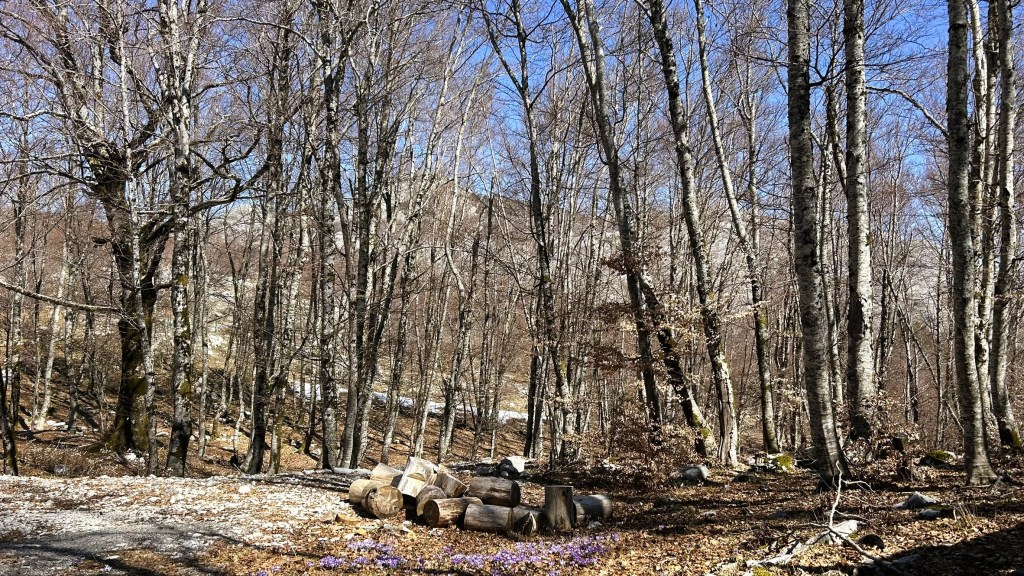 A scenic view of a deciduous forest in early spring, featuring bare trees and a carpet of fallen leaves. In the foreground, there are logs stacked on the ground and hints of purple flowers peeking through the earth.