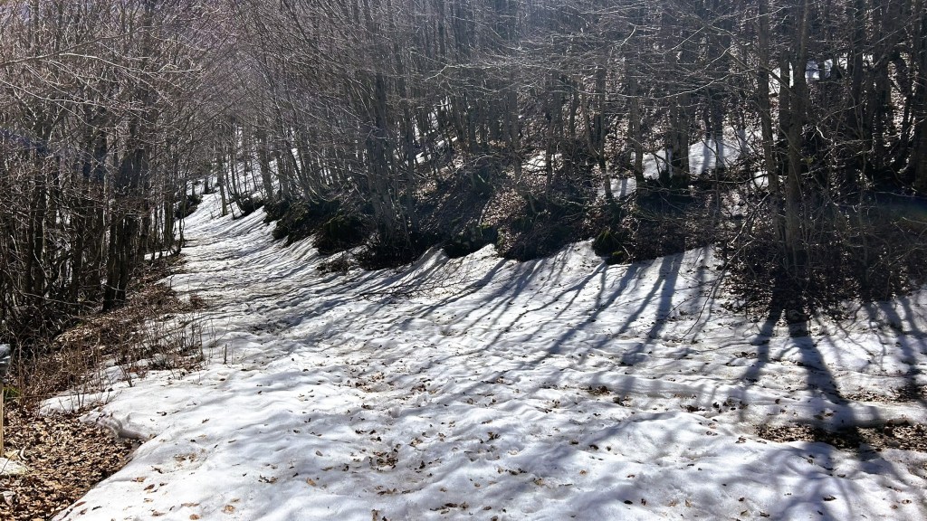A snow-covered path winding through a forest of bare trees, with long shadows cast across the snow.