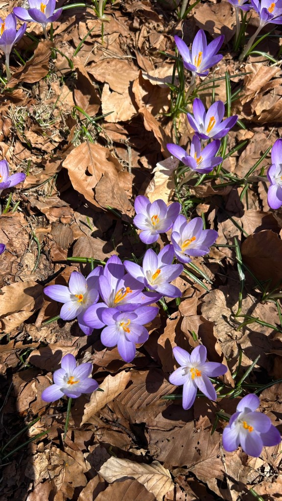 A cluster of purple crocus flowers emerging through a bed of brown leaves.